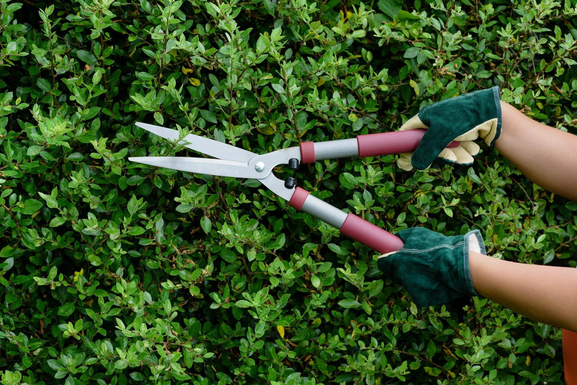 Hedge Shears