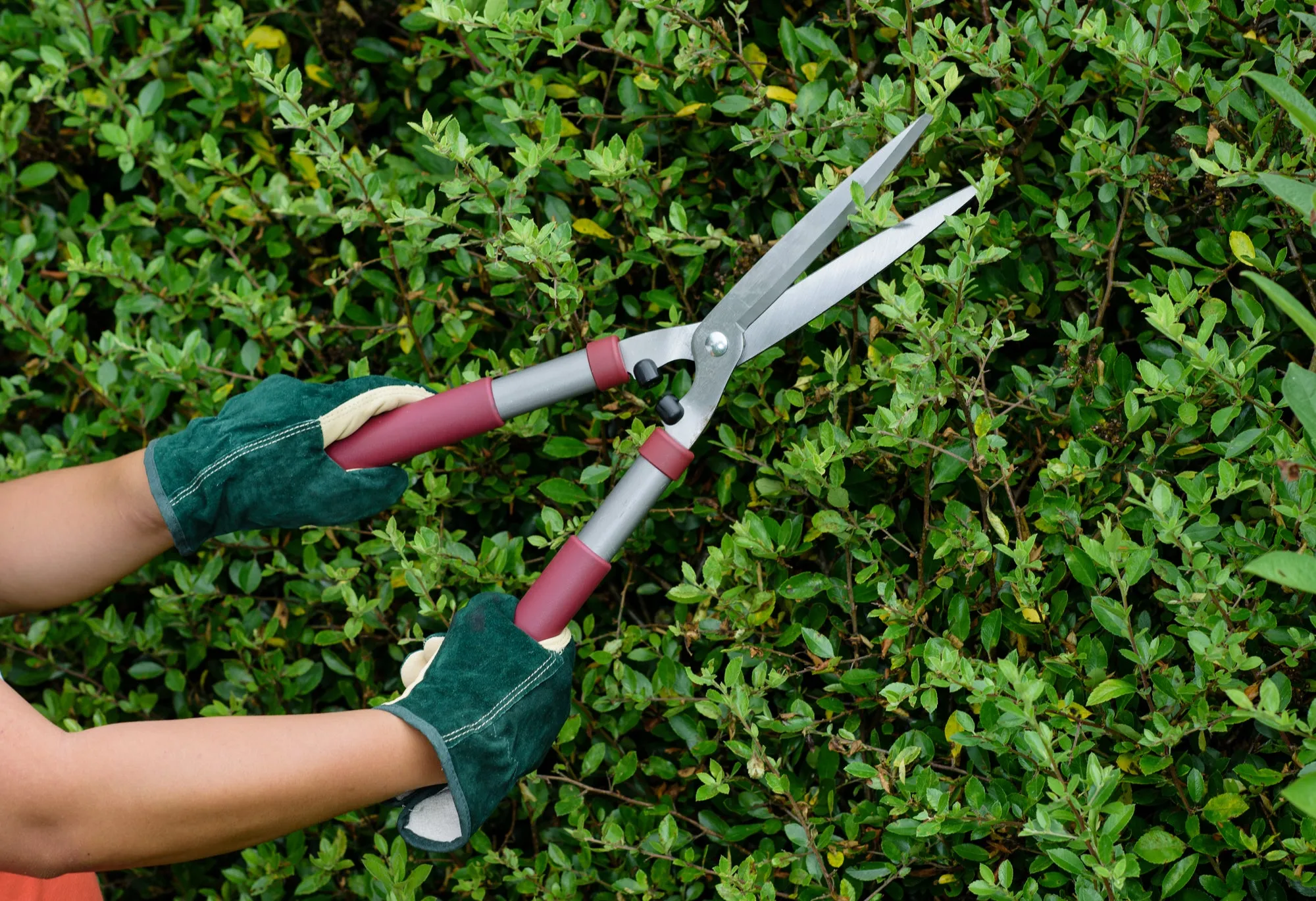 Hedge Shears